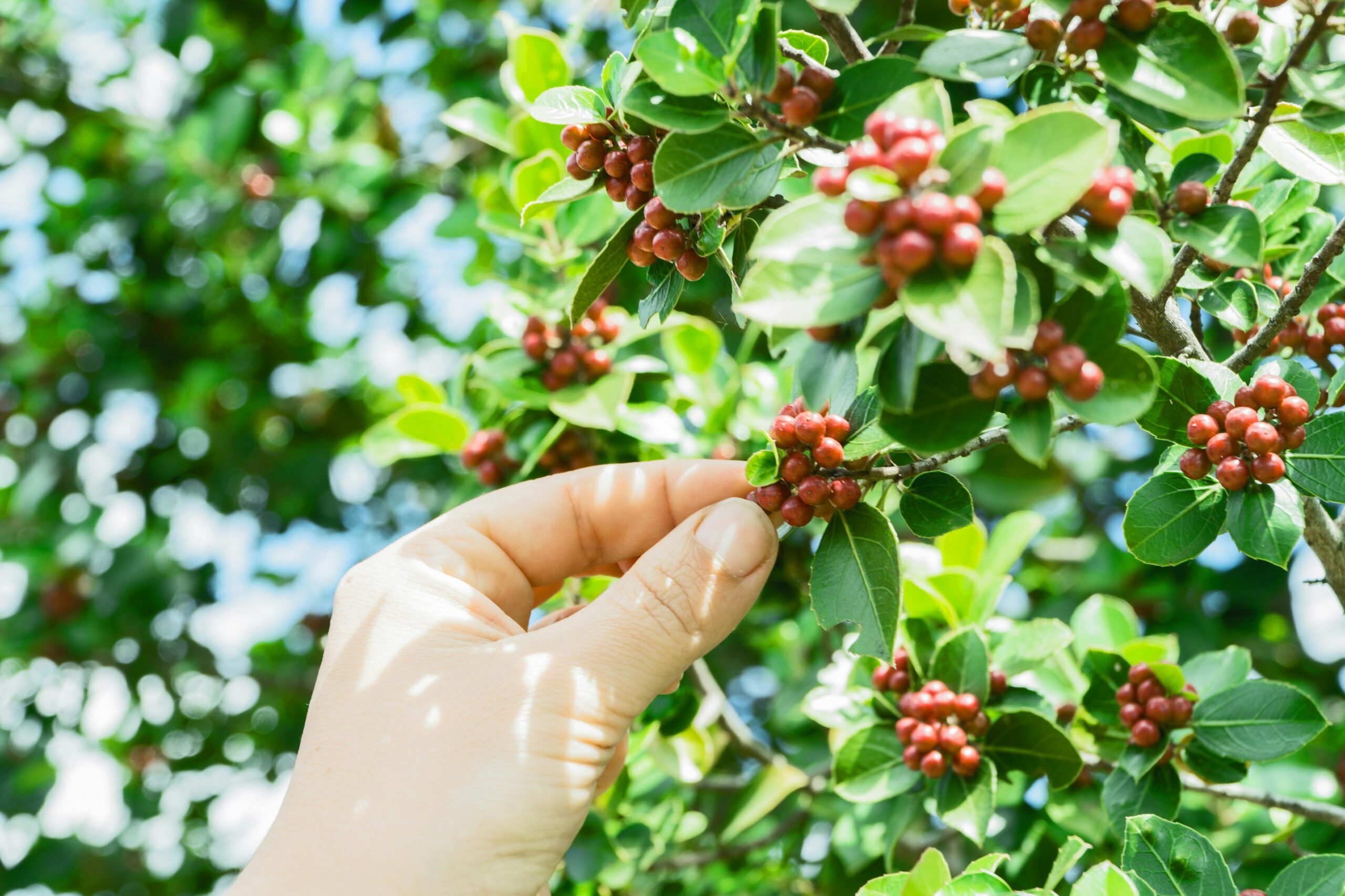 Picking Coffee Beans from Tree