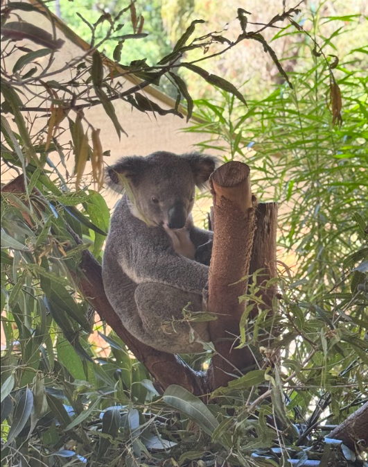 My Milestone Trip To Australia