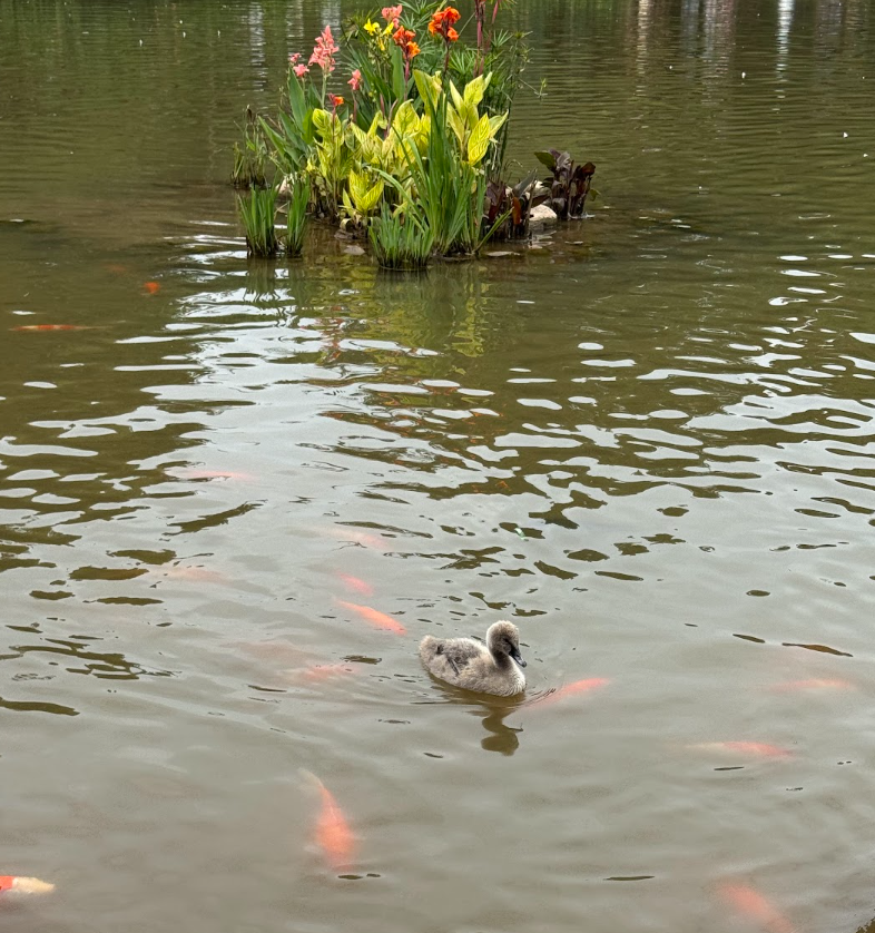 A picture of a duck in the pond with koi fishes and a flower in the background